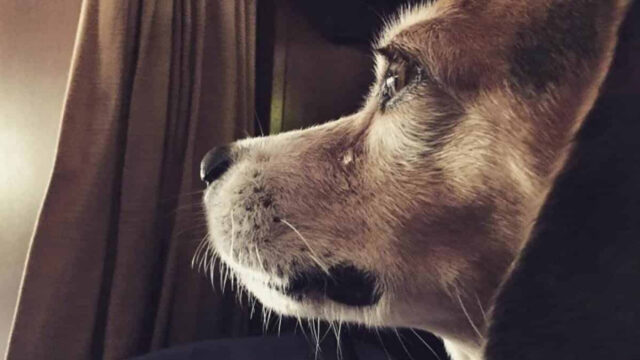 11 meses de prisión suspendida por golpear a su perro en Mi Perú