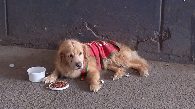 SE BUSCA A DUEÑOS DE PERRITO PERDIDO DEBAJO DEL PUENTE COLONIAL